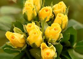 Gold Strike Roses